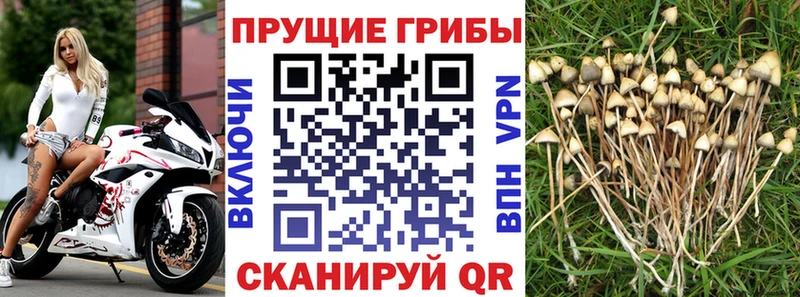 Галлюциногенные грибы Cubensis  ОМГ ОМГ как зайти  Ахтубинск 